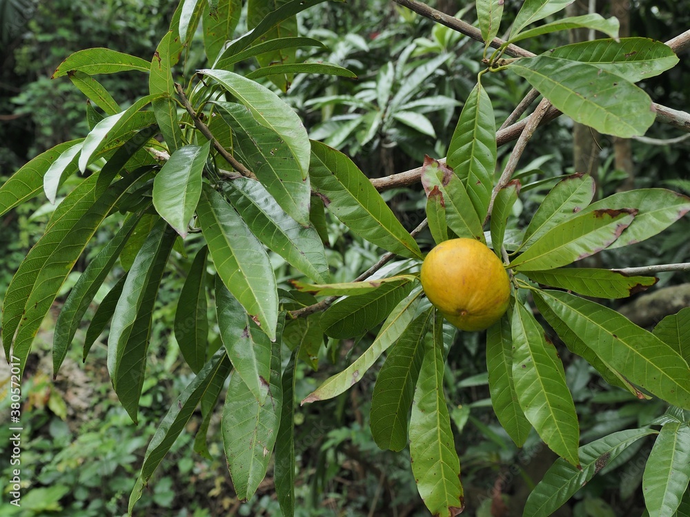 Obraz premium 沖縄県･石垣島･カニステル