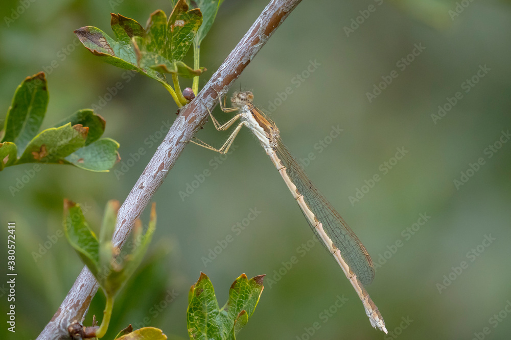 Common winter damselfly, Sympecma fusca, male Common winter damselfly, Sympecma fusca, male