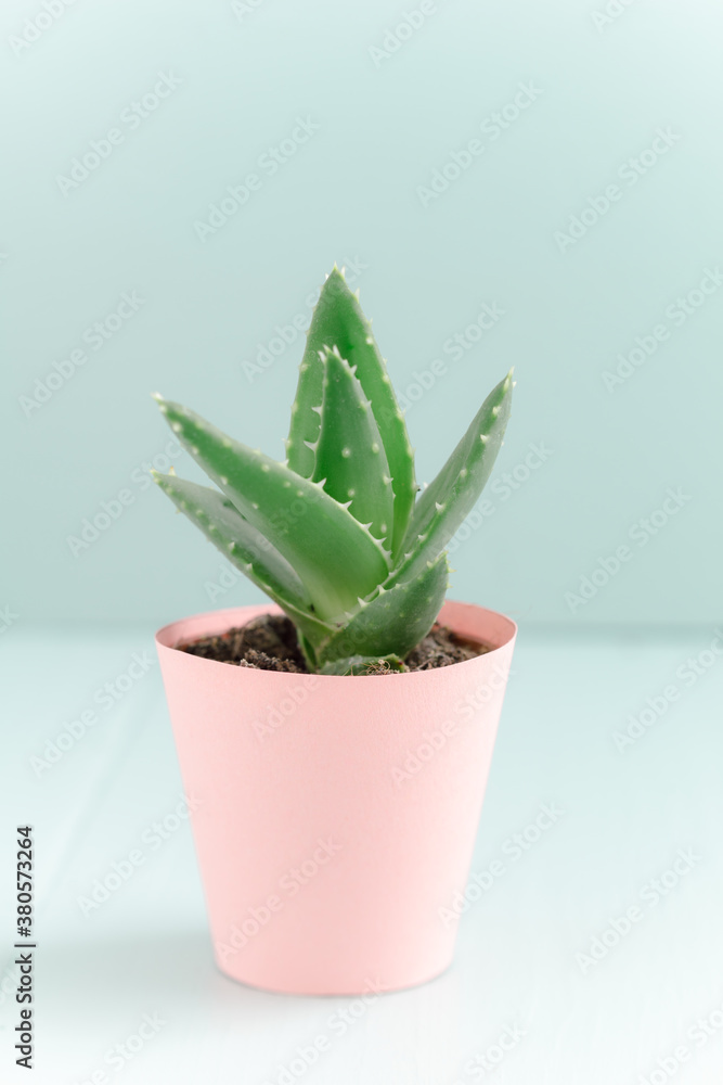 Mini succulent cactus in pastel-coloured handmade paper flower pot Mini succulent cactus in pastel-coloured handmade paper flower pot