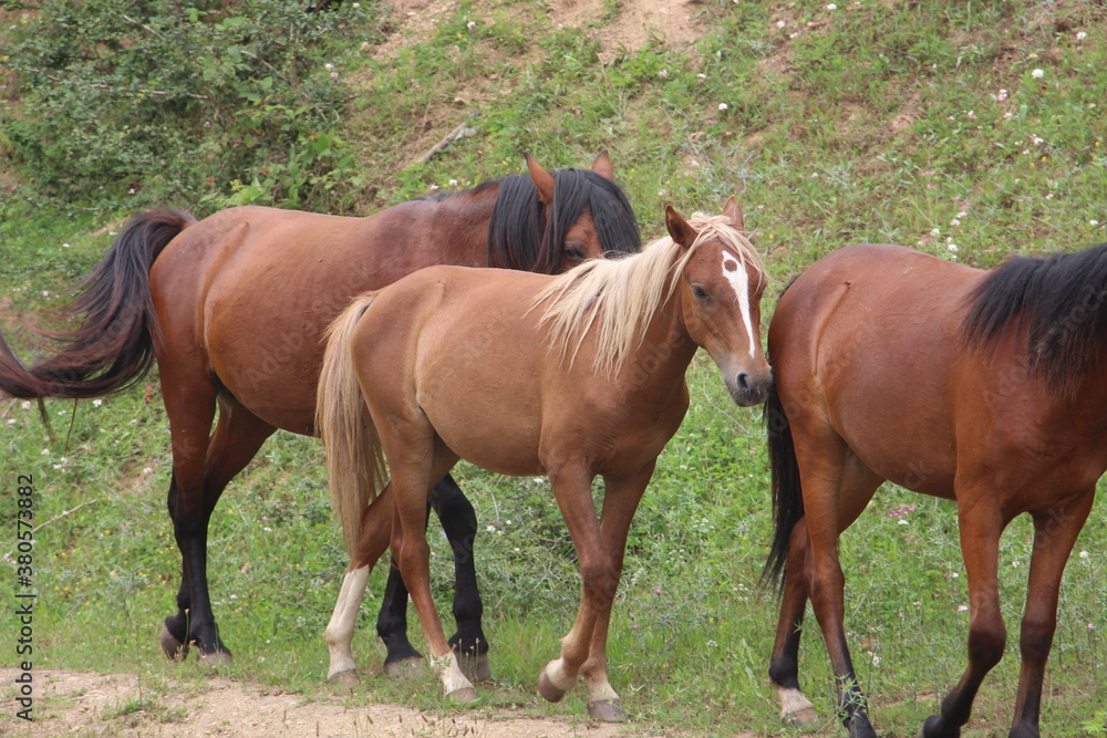 Obraz premium two horses grazing in a meadow