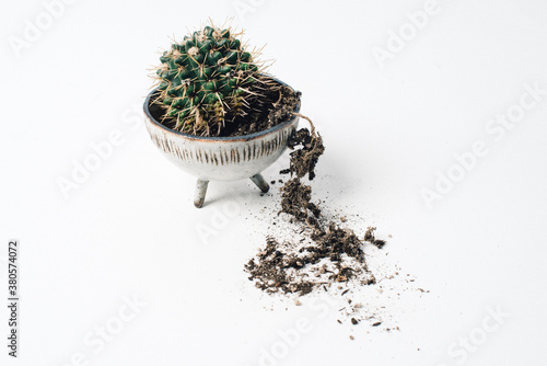 Cacti with Ceramic Pots photo