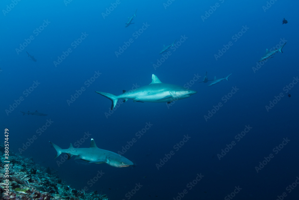 custom made wallpaper toronto digitalGrey reef shark and whitetip reef shark