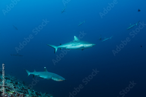 Wallpaper Mural Grey reef shark and whitetip reef shark Torontodigital.ca