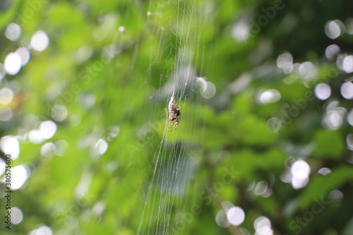 Spider on the web over green background 