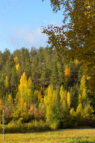 The trees are turning yellow on the mountain