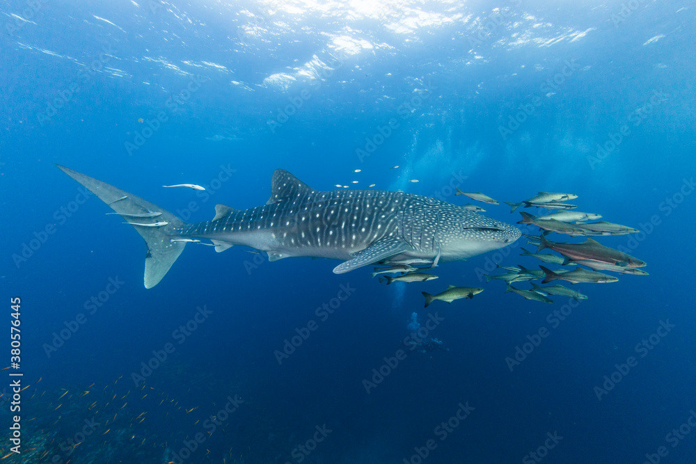 Whale shark Whale shark