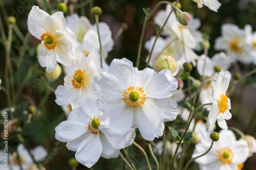 Fototapeta Naklejka Na Ścianę i Meble -  Japan-Herbst-Anemone Honorine Jobert in Weiß