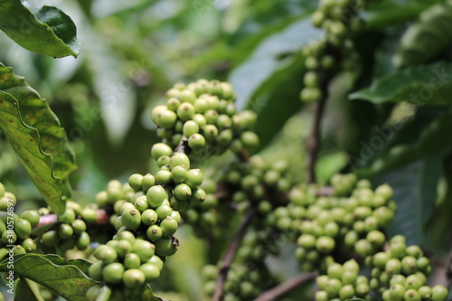 Close-up of robusta coffee plant branches with unripe coffee beans in coffee plantation