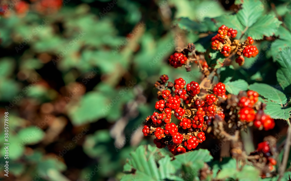 Autumn, large wild blackberry ripens in the forest. Close-up with copy space for text. Shallow depth of field, only on berries. Autumn, large wild blackberry ripens in the forest. Close-up with copy space for text. Shallow depth of field, only on berries.