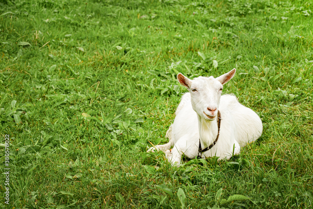 Obraz premium White goat on the grass. Resting goat in a meadow. White goat resting on a green lawn.