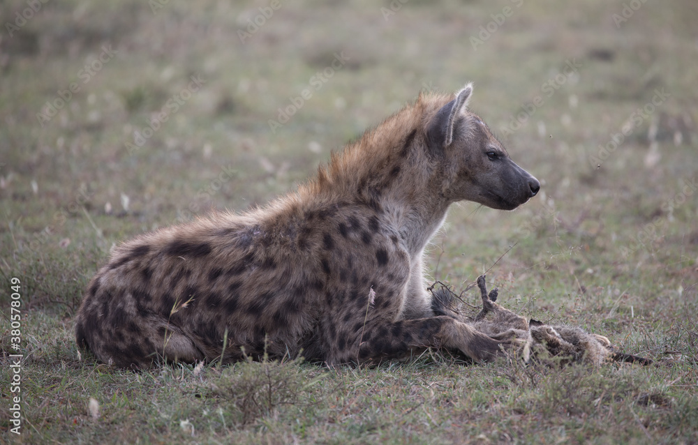 Hyenas or hyaenas are any feliform carnivoran mammals of the family Hyaenidae. Here with the corpse of a dead bat eared fox. Hyenas or hyaenas are any feliform carnivoran mammals of the family Hyaenidae. Here with the corpse of a dead bat eared fox.