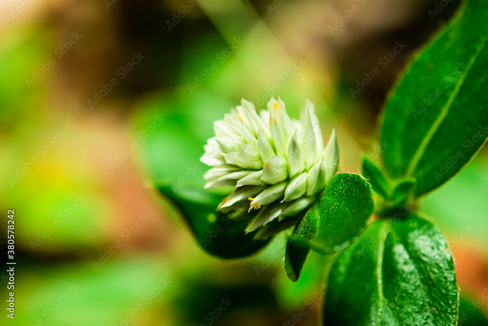 Amaranth flowers blooming in the morning sun. Amaranth flowers blooming in the morning sun.