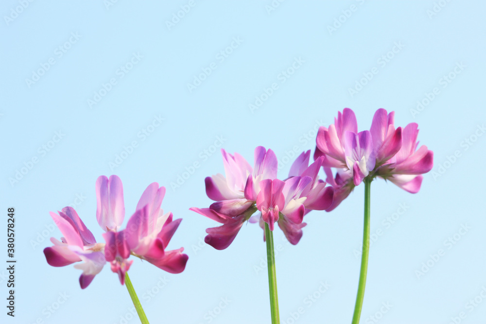 Fototapeta premium レンゲ