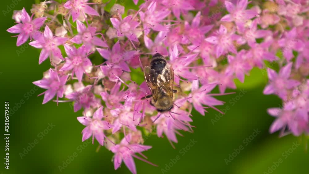 Bee collects nectar on blossom pink flower with many pollen. Winged bee collect nectar for honey on flower meadow. Macro of bee gathering pollen from Milkweed in field. Top view. Bee collects nectar on blossom pink flower with many pollen. Winged bee collect nectar for honey on flower meadow. Macro of bee gathering pollen from Milkweed in field. Top view.