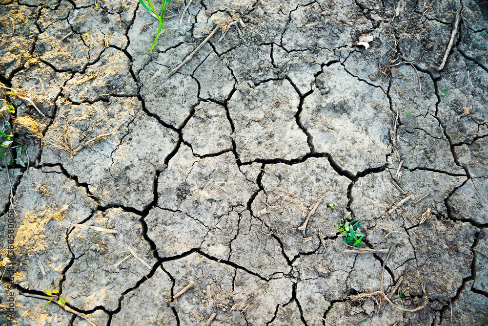 Dry gray earth with meager greens is cracked due to lack of moisture Dry gray earth with meager greens is cracked due to lack of moisture