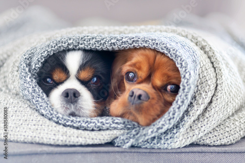 Photo Dogs under the blanket