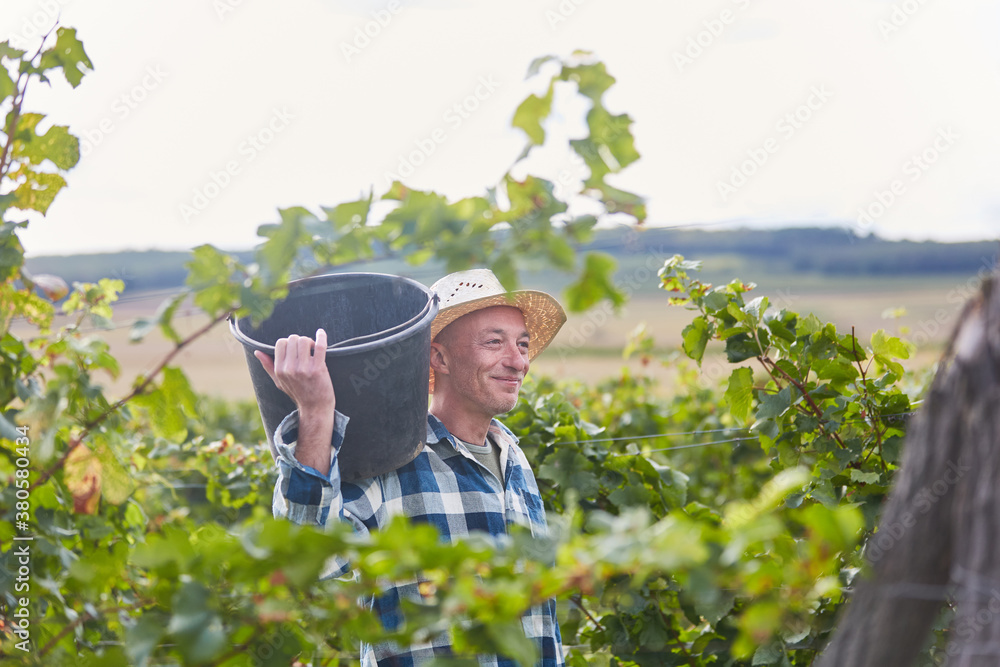 Young man as a harvest worker in the vineyard Stock Photo Adobe Stock