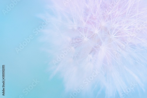 Soft abstract gradient background , abstract dandelion © Tunatura