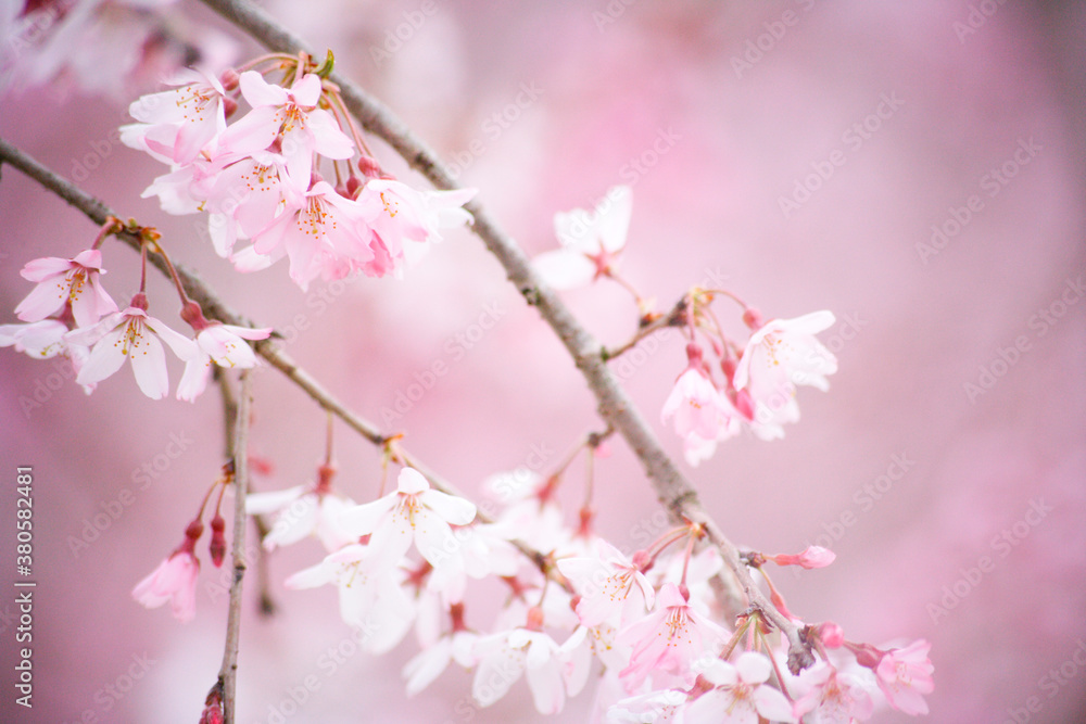 枝垂れ桜