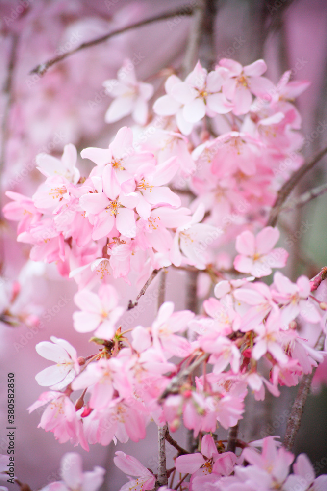 Obraz premium 枝垂れ桜