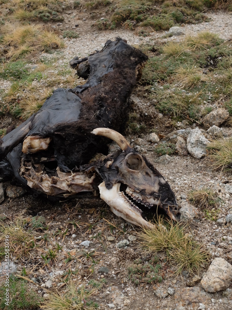Fototapeta premium animal mort chèvre cadavre fin dent