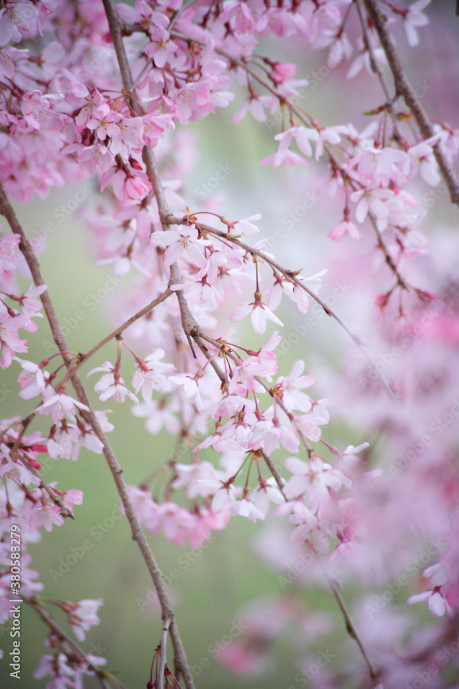 枝垂れ桜 枝垂れ桜