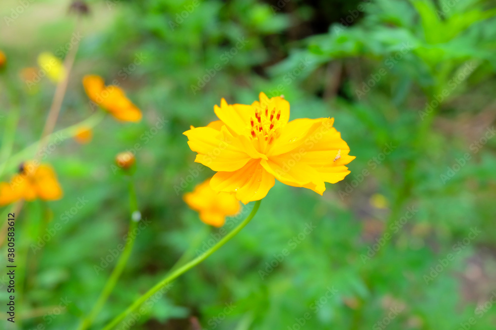 Yellow Cosmos Flower (Sulfur cosmos) in the garden soft focus and blurred background, Slectiveed focus, Close up Yellow Cosmos Flower (Sulfur cosmos) in the garden soft focus and blurred background, Slectiveed focus, Close up
