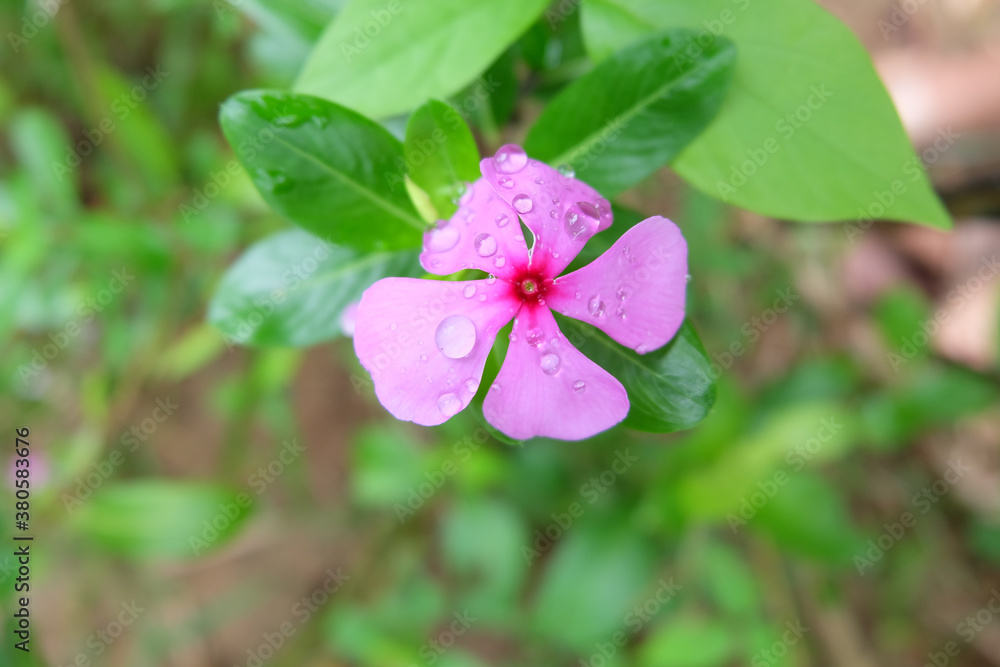 Pink Vinca rain drop, Madagascar periwinkle, in the garden soft focus and blurred background, Selectived focus, Close up