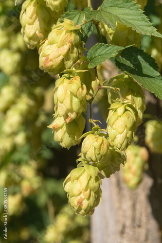 Green fruits of the plant Humulus lupulus..Hops are used in brewing  decorative gardening  pharmaceuticals  and cosmetology. Green cones of hops