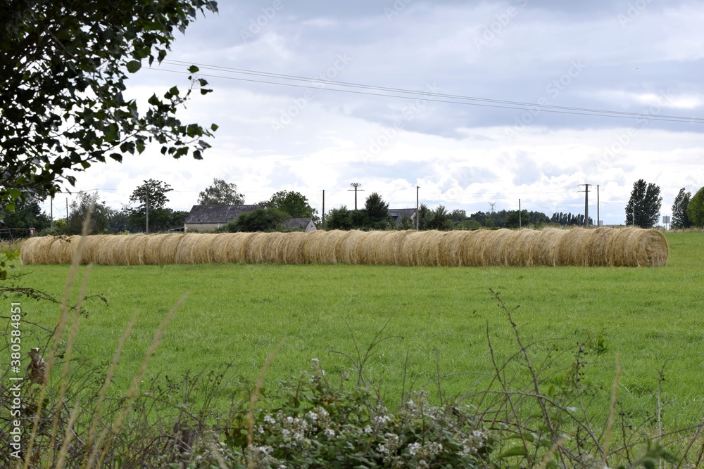 Fototapeta premium fourrage