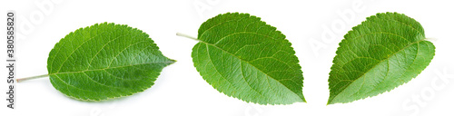 Apple leaves isolate. Apple leaf on white background. Green apple leaves. Fruit leaf. Leaf background.