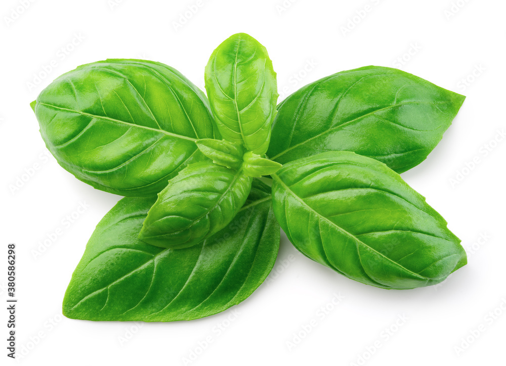Fototapeta premium Basil isolated. Basil leaf on white. Basil branch with leaves top view. Full depth of field.