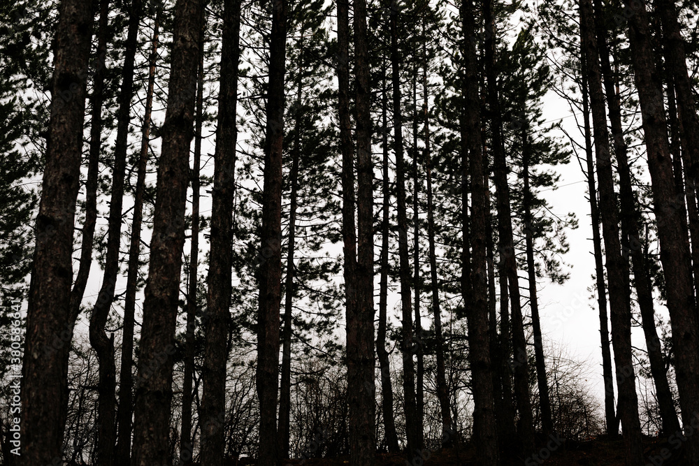 Silhouette of pine forest Silhouette of pine forest