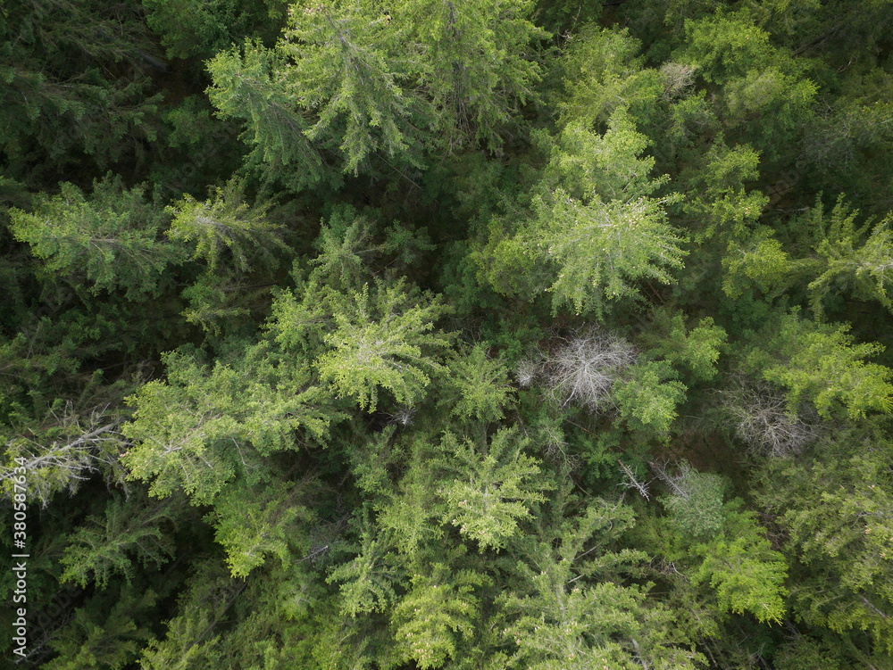 Top view of coniferous forest Top view of coniferous forest