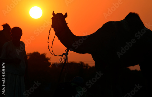 Camel in attractive position in Sunset at Pushkar fair