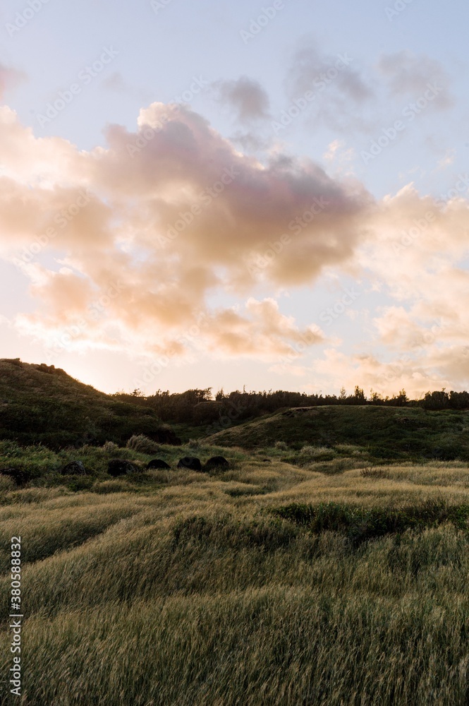 tall grass moves in the wind during sunset on Maui. tall grass moves in the wind during sunset on Maui.