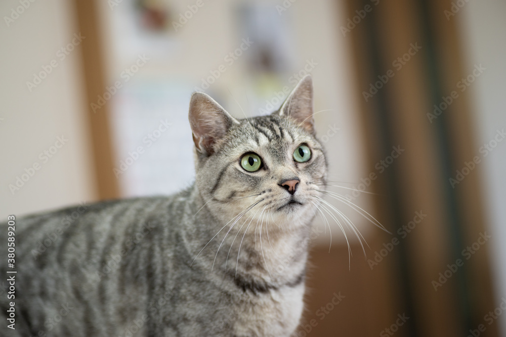 見つめる猫ちゃん サバトラ猫 見つめる猫ちゃん サバトラ猫