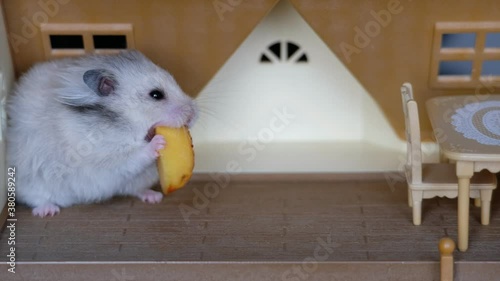 hamster sits in a doll's toy house and eats a peach