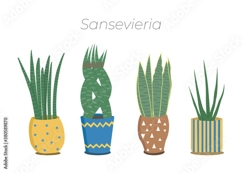 Set of sansevierias, houseplant in pot isolated in white background. photo