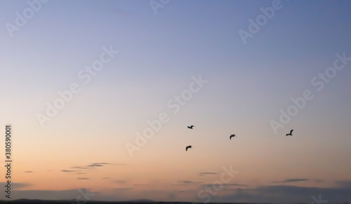 birds flying in the sunset © Mofan