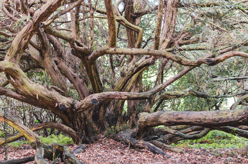 Old bare tree with fantastical curved branches. view of a beautiful and unusual juniper tree and curved branches .