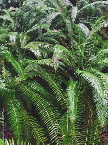 Fresh rain on western swordferns (Polystichum munitum), Oregon photo