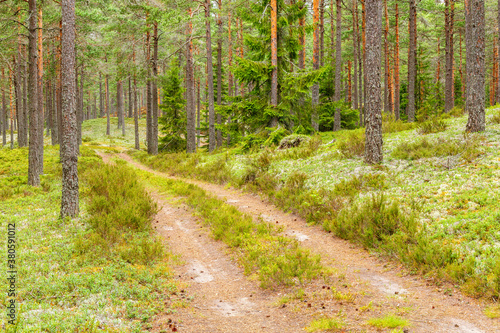 Forest road in a coniferous forest at summer