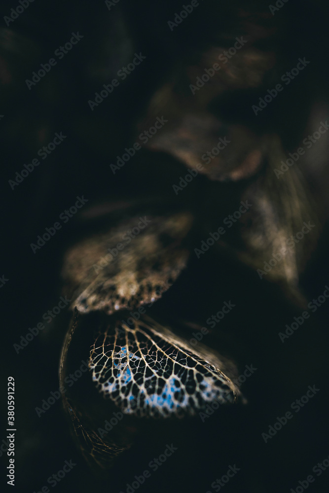 Sky reflected on water on withered hydrangea petal's skeleton in the dark Sky reflected on water on withered hydrangea petal's skeleton in the dark