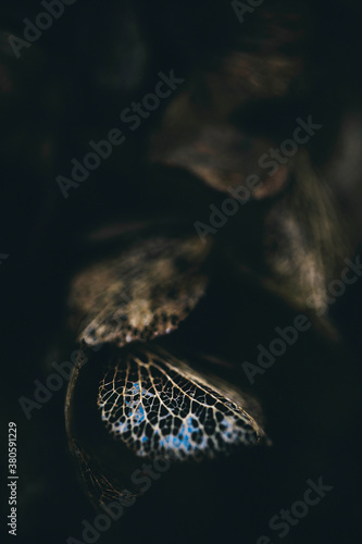 Sky reflected on water on withered hydrangea petal's skeleton in the dark photo