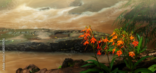 Blooming orange Habenaria rhodocheila Hance flowers. photo