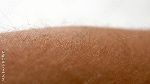 hairs on human skin, close-up human arm hair, photo