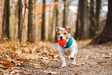 Happy pet dog playing fetch game on sunny october day in fall park