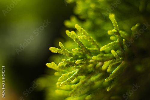 Macro image of green plant in the big garden photo