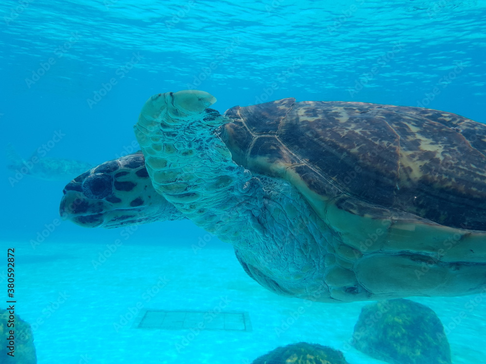 Obraz premium 거북이